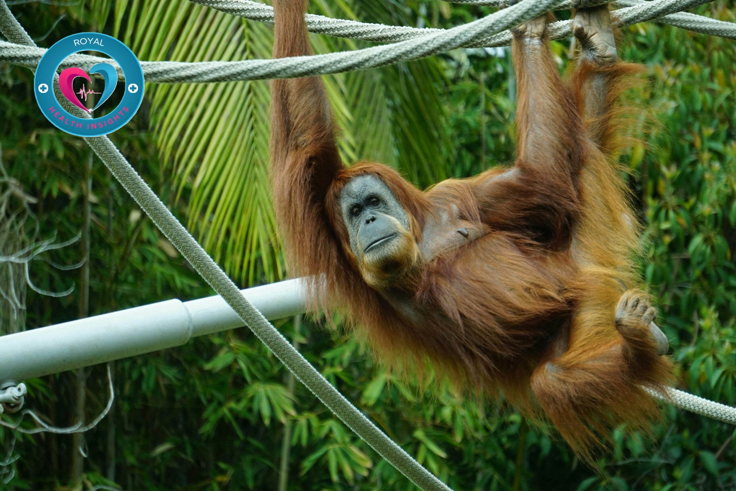 শালা বুইঢ্যা হালা..হে,হে,হে!